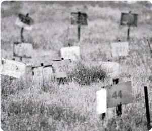 Jewish extremists assault Palestinian graveyard